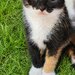 Pisicuta